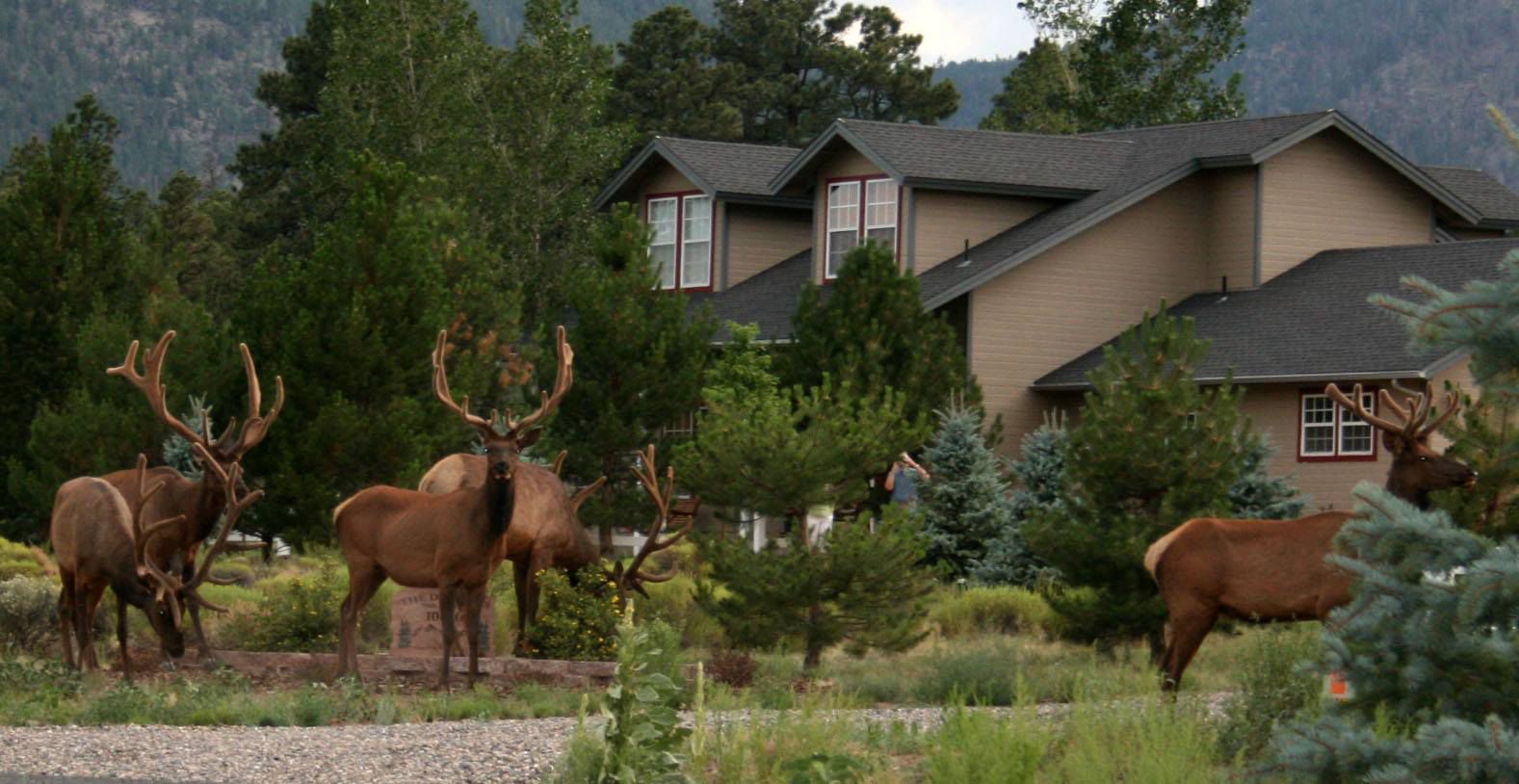 New neighbors